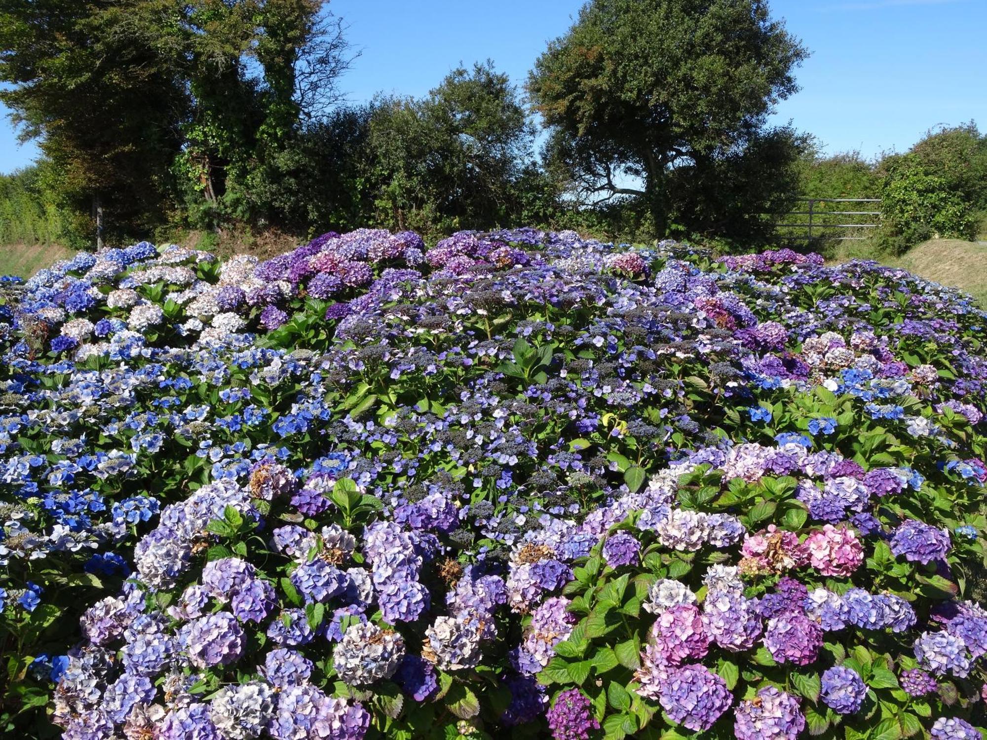 Gite "Rose Des Sables" - 800M De La Plage De Surtainville, Proche Commerces - Piscine En Juillet Et Aout 外观 照片