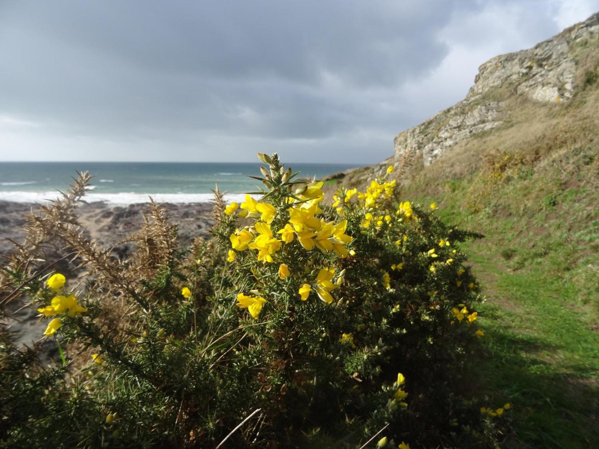 Gite "Rose Des Sables" - 800M De La Plage De Surtainville, Proche Commerces - Piscine En Juillet Et Aout 外观 照片